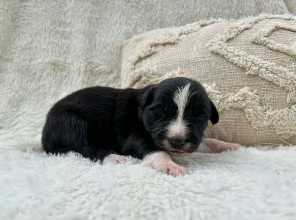 Image de la portée de chiot de l'élévage DOMAINE DES TERRE D’OR CELTE