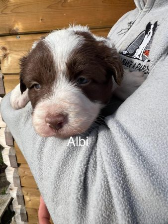 Image de la portée de chiot de l'élévage AMADEI JEREMY ANDRE