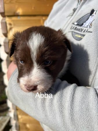 Image de la portée de chiot de l'élévage AMADEI JEREMY ANDRE