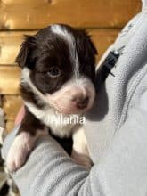 Chiots d'apparence Border collie à vendre chez l'éleveur AMADEI JEREMY ANDRE