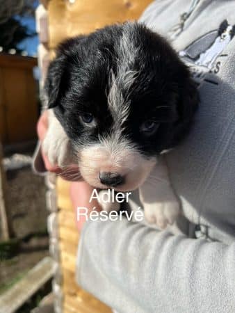 Image de la portée de chiot de l'élévage AMADEI JEREMY ANDRE