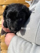 Chiots d'apparence Border collie à vendre chez l'éleveur AMADEI JEREMY ANDRE