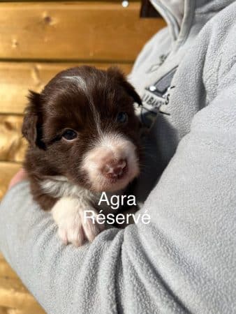 Image de la portée de chiot de l'élévage AMADEI JEREMY ANDRE