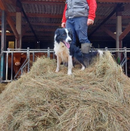 Image de la portée de chiot de l'élévage EI LEPRAT-LEMERLE SONIA