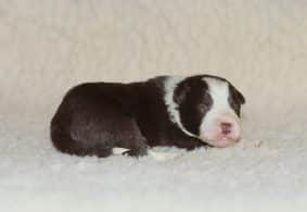 Chiots de race Border collie à vendre chez l'éleveur MIVIERE ANGELIQUE