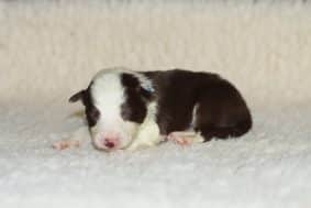 Chiots de race Border collie à vendre chez l'éleveur MIVIERE ANGELIQUE