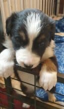 Chiots d'apparence Border collie à vendre chez l'éleveur LA LICORNE D’EBENE