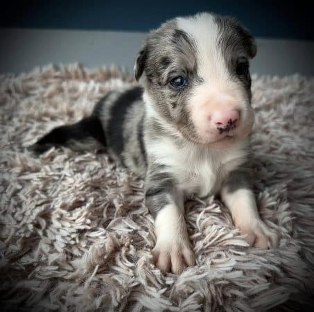 Image de la portée de chiot de l'élévage DU DOMAINE DU BASCHBERRI