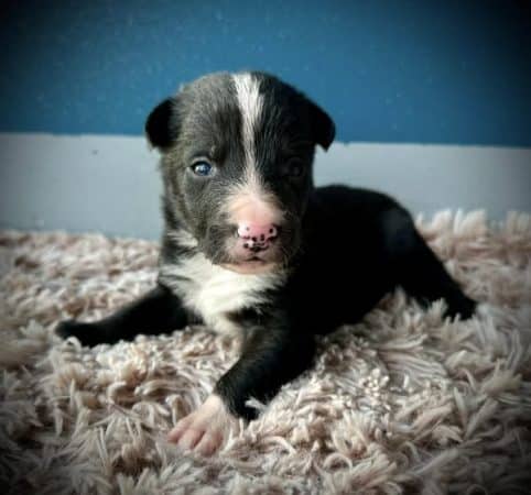 Image de la portée de chiot de l'élévage DU DOMAINE DU BASCHBERRI