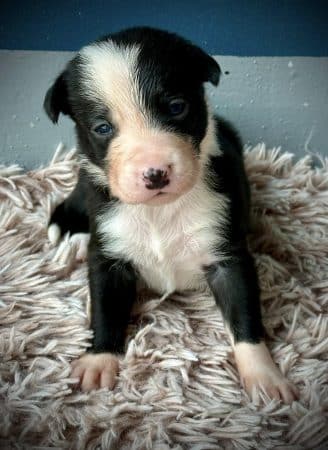 Image de la portée de chiot de l'élévage DU DOMAINE DU BASCHBERRI