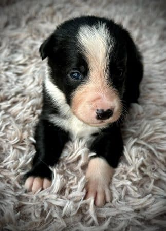 Image de la portée de chiot de l'élévage DU DOMAINE DU BASCHBERRI