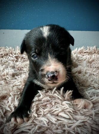 Image de la portée de chiot de l'élévage DU DOMAINE DU BASCHBERRI