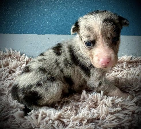 Image de la portée de chiot de l'élévage DU DOMAINE DU BASCHBERRI