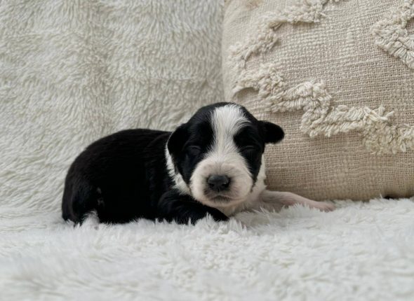 Image de la portée de chiot de l'élévage DOMAINE DES TERRE D’OR CELTE