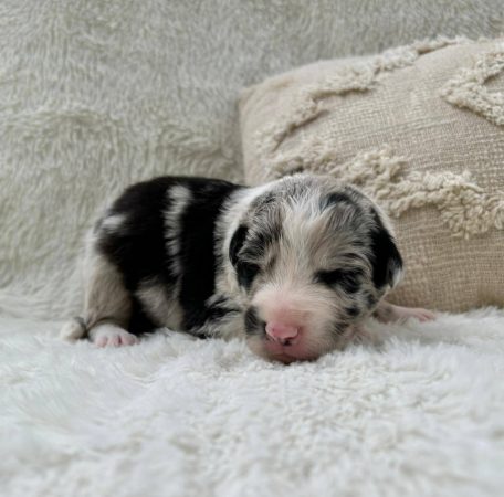 Image de la portée de chiot de l'élévage DOMAINE DES TERRE D’OR CELTE