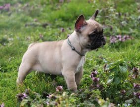 Chiots de race Bouledogue français à vendre chez l'éleveur ELEVAGE DE LA NOTTE DI CANE