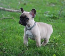 Chiots de race Bouledogue français à vendre chez l'éleveur ELEVAGE DE LA NOTTE DI CANE