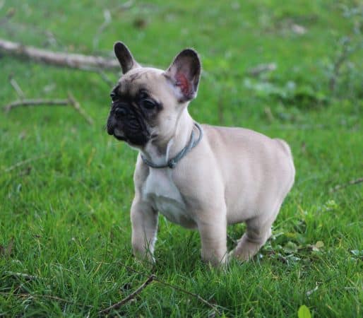 Image de la portée de chiot de l'élévage ELEVAGE DE LA NOTTE DI CANE