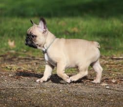 Chiots de race Bouledogue français à vendre chez l'éleveur ELEVAGE DE LA NOTTE DI CANE