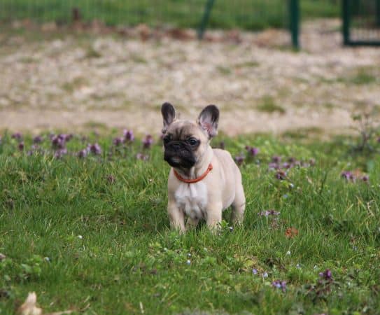 Image de la portée de chiot de l'élévage ELEVAGE DE LA NOTTE DI CANE