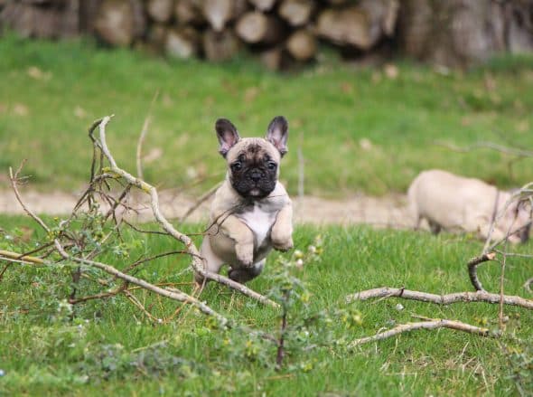 Image de la portée de chiot de l'élévage ELEVAGE DE LA NOTTE DI CANE