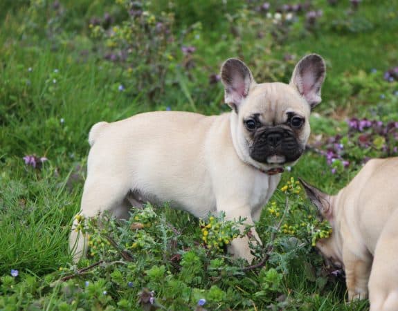 Image de la portée de chiot de l'élévage ELEVAGE DE LA NOTTE DI CANE