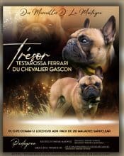 Chiots de race Bouledogue français à vendre chez l'éleveur DESERT RAYMOND