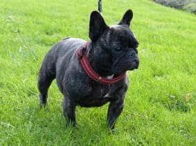 Chiots de race Bouledogue français à vendre chez l'éleveur DESERT RAYMOND