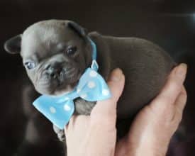 Chiots d'apparence Bouledogue français à vendre chez l'éleveur TREMPS STEPHANIE