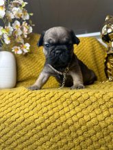 Chiots d'apparence Bouledogue français à vendre chez l'éleveur DU CLAN DE L EAU D EVI