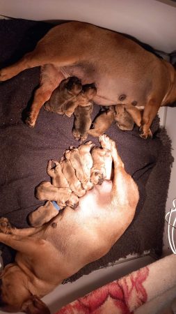 Image de la portée de chiot de l'élévage STOCKY FAMILY