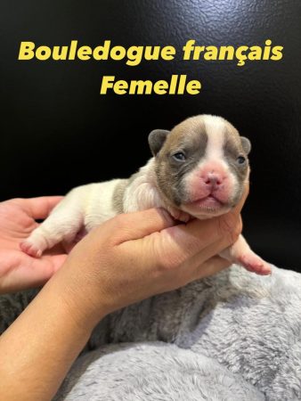 Image de la portée de chiot de l'élévage DE L’ANGE GARDIEN CKAINA