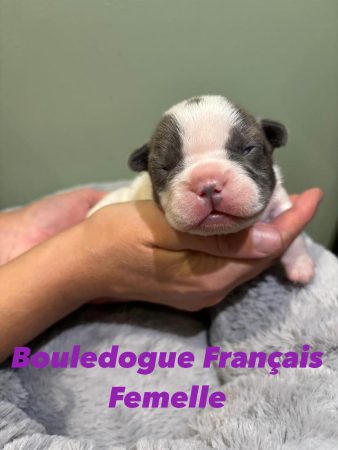 Image de la portée de chiot de l'élévage DE L’ANGE GARDIEN CKAINA