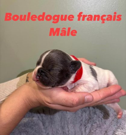 Image de la portée de chiot de l'élévage DE L’ANGE GARDIEN CKAINA