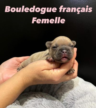 Image de la portée de chiot de l'élévage DE L’ANGE GARDIEN CKAINA