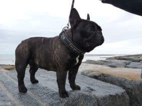 Chiots de race Bouledogue français à vendre chez l'éleveur DESERT RAYMOND