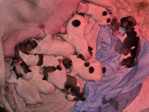 Image de la portée de chiot de l'élévage Les Boubous d’Amour du Parcq GATEY