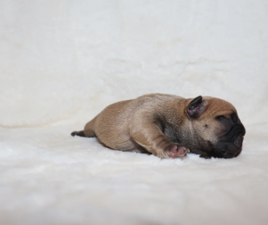 Image de la portée de chiot de l'élévage ELEVAGE DE LA FORET DES DEESSE