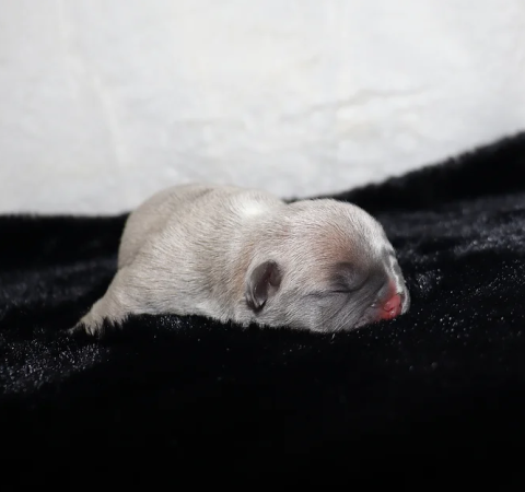 Image de la portée de chiot de l'élévage ELEVAGE DE LA FORET DES DEESSE