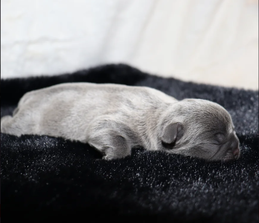 Image de la portée de chiot de l'élévage ELEVAGE DE LA FORET DES DEESSE