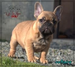 Chiots de race Bouledogue français à vendre chez l'éleveur LA COUR DES MOLOSSES