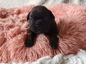 Chiots d'apparence Bouledogue français à vendre chez l'éleveur NOS BOUBOUILLES D’AMOUR