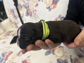 Chiots d'apparence Bouledogue français à vendre chez l'éleveur SEIGNOBOS MAGALI