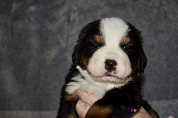 Image de la portée de chiot de l'élévage CLAN MARLEY ET SELENN KERBOUDOU DU MONDE