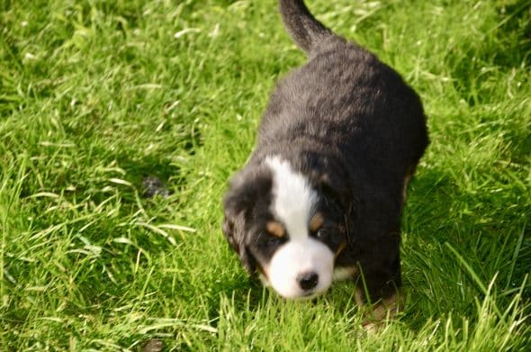 Image de la portée de chiot de l'élévage CLAN MARLEY ET SELENN KERBOUDOU DU MONDE