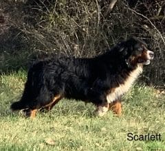 Chiots de race Bouvier bernois à vendre chez l'éleveur MME COMMERE PATRICIA