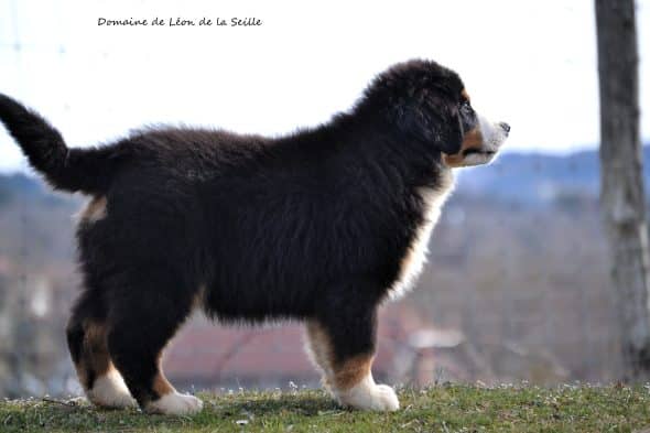 Image de la portée de chiot de l'élévage DOSDAT JOSUA