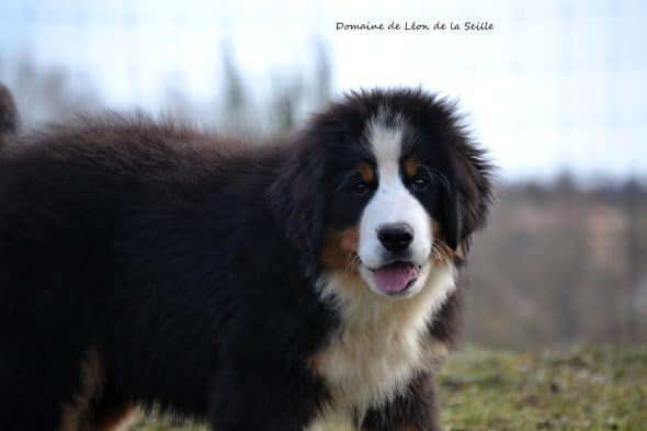 Image de la portée de chiot de l'élévage DOSDAT JOSUA