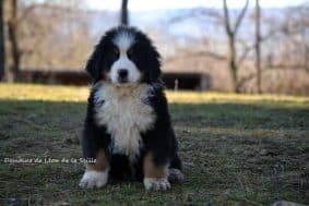 Chiots de race Bouvier bernois à vendre chez l'éleveur DOSDAT JOSUA