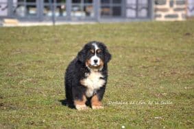 Chiots de race Bouvier bernois à vendre chez l'éleveur DOSDAT JOSUA